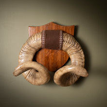 Load image into Gallery viewer, Early 19th Century Mounted Ram’s Horns