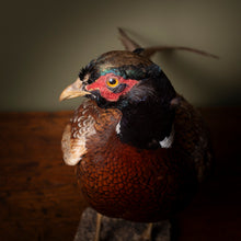 Load image into Gallery viewer, Late 19th Century Taxidermy Pheasant