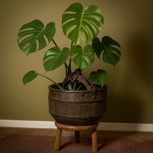 Load image into Gallery viewer, Scottish coopered harvest bucket
