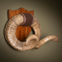 Load image into Gallery viewer, Early 19th Century Mounted Ram’s Horns
