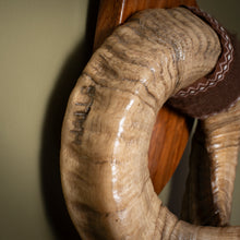 Load image into Gallery viewer, Early 19th Century Mounted Ram’s Horns
