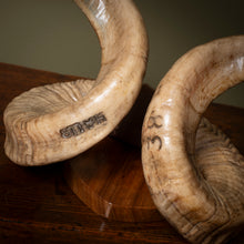 Load image into Gallery viewer, Early 19th Century Mounted Ram’s Horns
