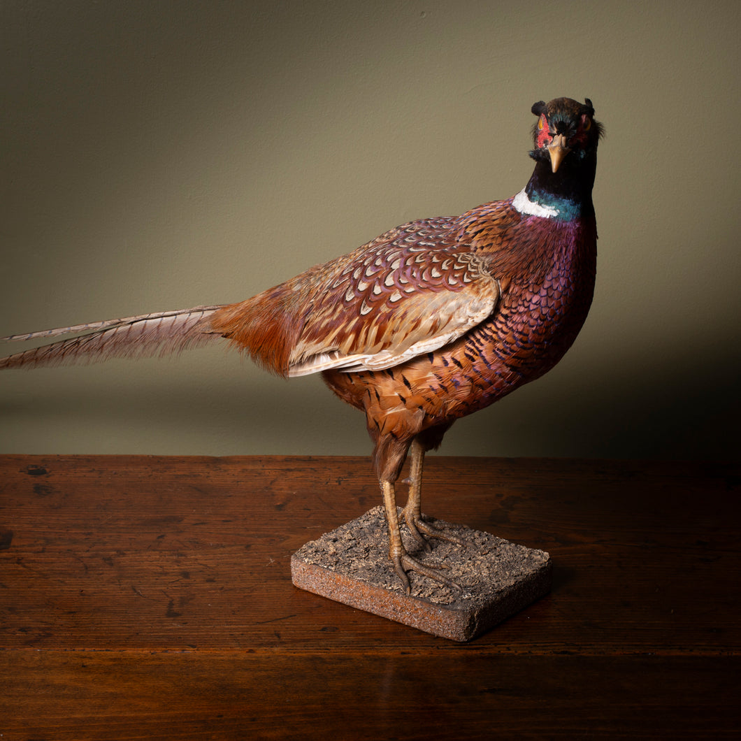 Late 19th Century Taxidermy Pheasant