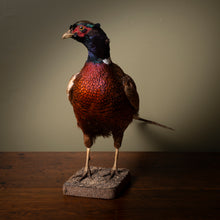 Load image into Gallery viewer, Late 19th Century Taxidermy Pheasant
