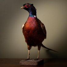 Load image into Gallery viewer, Late 19th Century Taxidermy Pheasant
