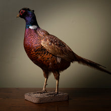 Load image into Gallery viewer, Late 19th Century Taxidermy Pheasant
