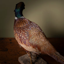 Load image into Gallery viewer, Late 19th Century Taxidermy Pheasant
