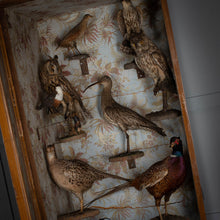 Load image into Gallery viewer, Taxidermy Bird Cabinet
